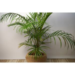 white-iStock-2159032650.jpg Hawaiian Kentia Palm